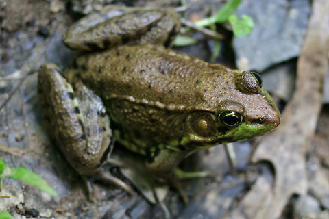 Green Frog (Lithobates clamitans) Under a bridge trail in a dense forest by a lakeside in Cobb County, Georgia, US. Geotagged,Green frog,Lithobates clamitans,Spring,United States