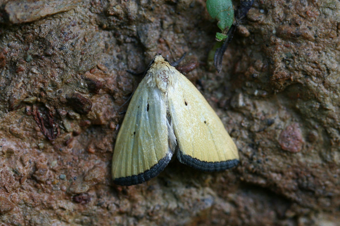 Black-bordered Lemon Moth (Marimatha nigrofimbria) Resting in a moist, drainage ditch along the edge of a dense mixed hardwood/coniferous forest in NW Georgia (Gordon County), US Geotagged,Marimatha nigrofimbria,Moth Week 2018,Spring,United States,lepidoptera,moth,moths