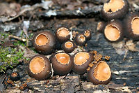 Peanut Butter Cup Fungus (Galiella rufa) Growing on highly rotted wood in a dense mixed hardwood/coniferous forest in NW Georgia (Gordon County), US.<br />
https://www.jungledragon.com/image/60396/rubber_cup_fungus_galiella_rufa.html<br />
https://www.jungledragon.com/image/73747/peanut_butter_cup_fungus_galiella_rufa.html Galeilla rufa,Galiella rufa,Geotagged,Spring,United States