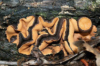 Peanut Butter Cup Fungus (Galiella rufa) Growing on highly rotted wood in a dense mixed hardwood/coniferous forest in NW Georgia (Gordon County), US.<br />
https://www.jungledragon.com/image/60395/rubber_cup_fungus_galiella_rufa.html<br />
https://www.jungledragon.com/image/73747/peanut_butter_cup_fungus_galiella_rufa.html Galeilla rufa,Galiella rufa,Geotagged,Spring,United States