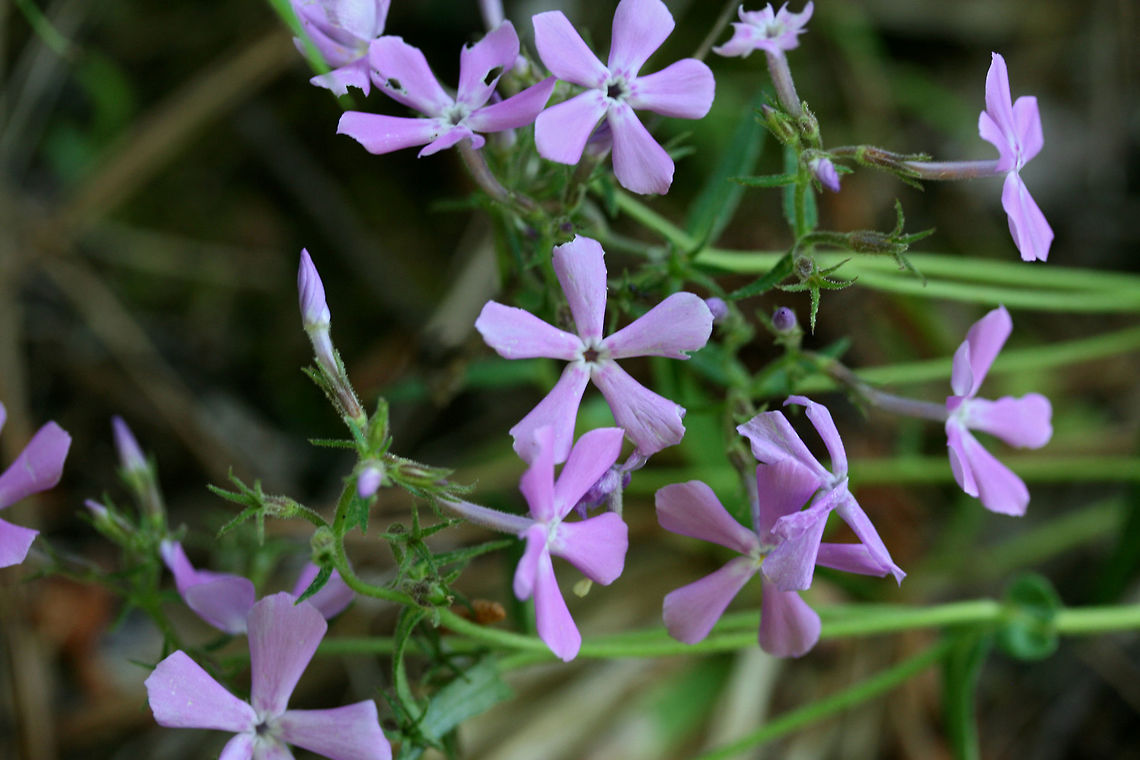 Downy Phlox (Phlox pilosa) NATIVE. Growing in patches at a dirt road clearing on a hillside in a dense mixed hardwood/coniferous forest in NW Georgia (Gordon County), US. May 11, 2018. Stems and leaves were covered in glandular pubescence (seen via microscopy/magnification), an identifying feature of this species.<br />
<br />
Phlox pilosa is a native plant in eastern North America. It prefers, well-drained woodlands or prairies and is most often pollinated by Lepidopteran species. <br />
<br />
<figure class="photo"><a href="https://www.jungledragon.com/image/60400/downy_phlox_phlox_pilosa.html" title="Downy Phlox (Phlox pilosa)"><img src="https://s3.amazonaws.com/media.jungledragon.com/images/3231/60400_thumb.JPG?AWSAccessKeyId=05GMT0V3GWVNE7GGM1R2&Expires=1767225610&Signature=okHoMUDGna0MpZRxtTfQksk9XSo%3D" width="200" height="134" alt="Downy Phlox (Phlox pilosa) NATIVE. Growing in patches at a dirt road clearing on a hillside in a dense mixed hardwood/coniferous forest in NW Georgia (Gordon County), US. May 11, 2018. Stems and leaves were covered in glandular pubescence (seen via microscopy/magnification), an identifying feature of this species.<br />
<br />
Phlox pilosa is a native plant in eastern North America. It prefers, well-drained woodlands or prairies and is most often pollinated by Lepidopteran species. <br />
https://www.jungledragon.com/image/60399/downy_phlox_phlox_pilosa.html Geotagged,Phlox pilosa,Spring,United States,Wildflowers of Oregon.,downy phlox,flower,flowers,phlox,wildflower" /></a></figure> Geotagged,Phlox pilosa,Spring,United States,downy phlox,flower,flowers,phlox,wildflower,wildflowers