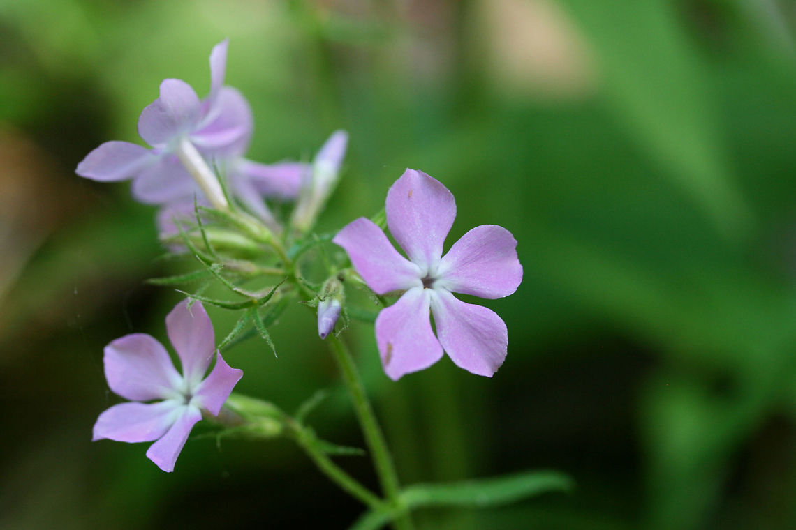 Downy Phlox (Phlox pilosa) NATIVE. Growing in patches at a dirt road clearing on a hillside in a dense mixed hardwood/coniferous forest in NW Georgia (Gordon County), US. May 11, 2018. Stems and leaves were covered in glandular pubescence (seen via microscopy/magnification), an identifying feature of this species.<br />
<br />
Phlox pilosa is a native plant in eastern North America. It prefers, well-drained woodlands or prairies and is most often pollinated by Lepidopteran species. <br />
<figure class="photo"><a href="https://www.jungledragon.com/image/60399/downy_phlox_phlox_pilosa.html" title="Downy Phlox (Phlox pilosa)"><img src="https://s3.amazonaws.com/media.jungledragon.com/images/3231/60399_thumb.JPG?AWSAccessKeyId=05GMT0V3GWVNE7GGM1R2&Expires=1759968010&Signature=almjEOeHXvpy7ONtEYGIvvHTu5U%3D" width="200" height="134" alt="Downy Phlox (Phlox pilosa) NATIVE. Growing in patches at a dirt road clearing on a hillside in a dense mixed hardwood/coniferous forest in NW Georgia (Gordon County), US. May 11, 2018. Stems and leaves were covered in glandular pubescence (seen via microscopy/magnification), an identifying feature of this species.<br />
<br />
Phlox pilosa is a native plant in eastern North America. It prefers, well-drained woodlands or prairies and is most often pollinated by Lepidopteran species. <br />
<br />
https://www.jungledragon.com/image/60400/downy_phlox_phlox_pilosa.html Geotagged,Phlox pilosa,Spring,United States,downy phlox,flower,flowers,phlox,wildflower,wildflowers" /></a></figure> Geotagged,Phlox pilosa,Spring,United States,Wildflowers of Oregon.,downy phlox,flower,flowers,phlox,wildflower