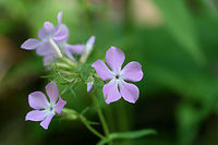 Downy Phlox (Phlox pilosa) NATIVE. Growing in patches at a dirt road clearing on a hillside in a dense mixed hardwood/coniferous forest in NW Georgia (Gordon County), US. May 11, 2018. Stems and leaves were covered in glandular pubescence (seen via microscopy/magnification), an identifying feature of this species.<br />
<br />
Phlox pilosa is a native plant in eastern North America. It prefers, well-drained woodlands or prairies and is most often pollinated by Lepidopteran species. <br />
https://www.jungledragon.com/image/60399/downy_phlox_phlox_pilosa.html Geotagged,Phlox pilosa,Spring,United States,Wildflowers of Oregon.,downy phlox,flower,flowers,phlox,wildflower