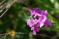 Rose Vervain (Glandularia canadensis) On a rocky, sunny hillside near a dense mixed hardwood/coniferous forest in NW Georgia (Gordon County), US. Geotagged,Glandularia canadensis,Spring,United States