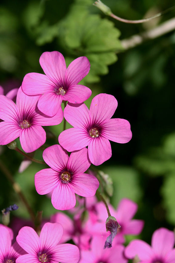 Pink-Sorrel (Oxalis articulata) Growing in a backyard habitat in NW Georgia (Gordon County), US.<br />
<figure class="photo"><a href="https://www.jungledragon.com/image/60405/pink-sorrel_oxalis_articulata.html" title="Pink-Sorrel (Oxalis articulata)"><img src="https://s3.amazonaws.com/media.jungledragon.com/images/3231/60405_thumb.JPG?AWSAccessKeyId=05GMT0V3GWVNE7GGM1R2&Expires=1767225610&Signature=Ycyn5CBJ%2B0RyUbAOVmH4%2FFJ5Kgk%3D" width="102" height="152" alt="Pink-Sorrel (Oxalis articulata) Growing in a backyard habitat in NW Georgia (Gordon County), US.<br />
https://www.jungledragon.com/image/60404/pink-sorrel_oxalis_articulata.html Geotagged,Oxalis articulata,Spring,United States" /></a></figure> Geotagged,Oxalis articulata,Spring,United States