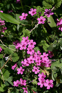 Pink-Sorrel (Oxalis articulata) Growing in a backyard habitat in NW Georgia (Gordon County), US.
https://www.jungledragon.com/image/60404/pink-sorrel_oxalis_articulata.html Geotagged,Oxalis articulata,Spring,United States