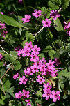Pink-Sorrel (Oxalis articulata) Growing in a backyard habitat in NW Georgia (Gordon County), US.<br />
https://www.jungledragon.com/image/60404/pink-sorrel_oxalis_articulata.html Geotagged,Oxalis articulata,Spring,United States