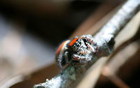 Whitman's Jumping Spider (Phidippus whitmani) Early instar Salticid on leaf litter in a valley in a dense mixed hardwood/coniferous forest in NW Georgia (Gordon County), US. May 19, 2018.<br />
<br />
This particular species of jumping spider exhibits Batesian mimicry. It effectively mimics mutillid wasps (commonly known as "red velvet ants"). They are often found in similar habitats as the mutillids, so this provides them with some protections from predators.<br />
<br />
https://www.jungledragon.com/image/60437/whitmans_jumping_spider_phidippus_whitmani.html Geotagged,Phidippus whitmani,Spring,jumping spider,phidippus,salticid,salticidae,whitman's jumping spider
