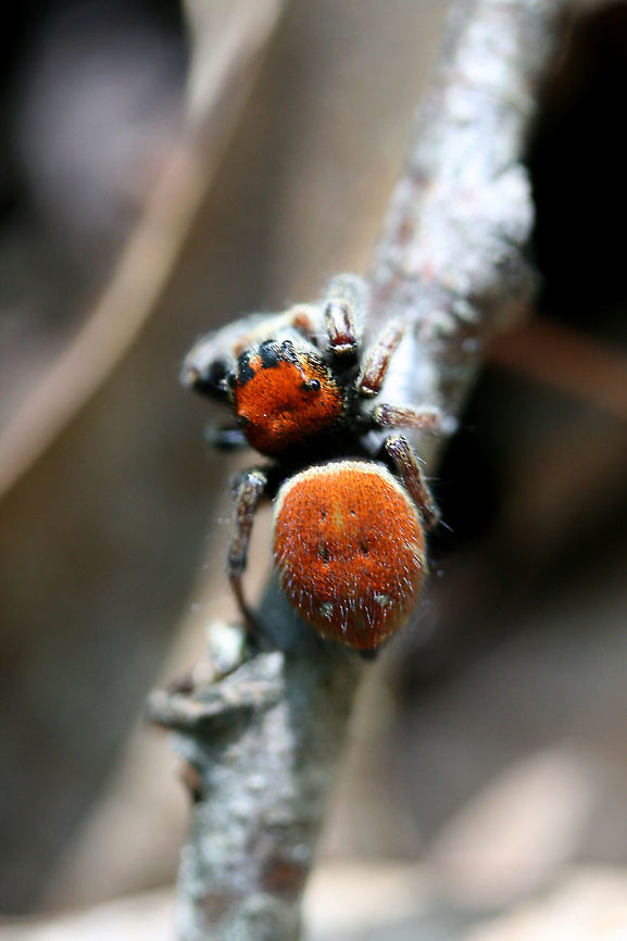 Whitman's Jumping Spider (Phidippus whitmani) Early instar Salticid on leaf litter in a valley in a dense mixed hardwood/coniferous forest in NW Georgia (Gordon County), US. May 19, 2018.<br />
<br />
This particular species of jumping spider exhibits Batesian mimicry. It effectively mimics mutillid wasps (commonly known as &quot;red velvet ants&quot;). They are often found in similar habitats as the mutillids, so this provides them with some protections from predators.<br />
<br />
<figure class="photo"><a href="https://www.jungledragon.com/image/60436/whitmans_jumping_spider_phidippus_whitmani.html" title="Whitman&#039;s Jumping Spider (Phidippus whitmani)"><img src="https://s3.amazonaws.com/media.jungledragon.com/images/3231/60436_thumb.jpg?AWSAccessKeyId=05GMT0V3GWVNE7GGM1R2&Expires=1767225610&Signature=gS7Vu2By7%2FzYHIDn5TBVDDAO6p8%3D" width="200" height="128" alt="Whitman&#039;s Jumping Spider (Phidippus whitmani) Early instar Salticid on leaf litter in a valley in a dense mixed hardwood/coniferous forest in NW Georgia (Gordon County), US. May 19, 2018.<br />
<br />
This particular species of jumping spider exhibits Batesian mimicry. It effectively mimics mutillid wasps (commonly known as &quot;red velvet ants&quot;). They are often found in similar habitats as the mutillids, so this provides them with some protections from predators.<br />
<br />
https://www.jungledragon.com/image/60437/whitmans_jumping_spider_phidippus_whitmani.html Geotagged,Phidippus whitmani,Spring,jumping spider,phidippus,salticid,salticidae,whitman&#039;s jumping spider" /></a></figure> Geotagged,Phidippus whitmani,Spring,United States,jumping spider,phidippus,salticid,salticidae,whitman's jumping spider