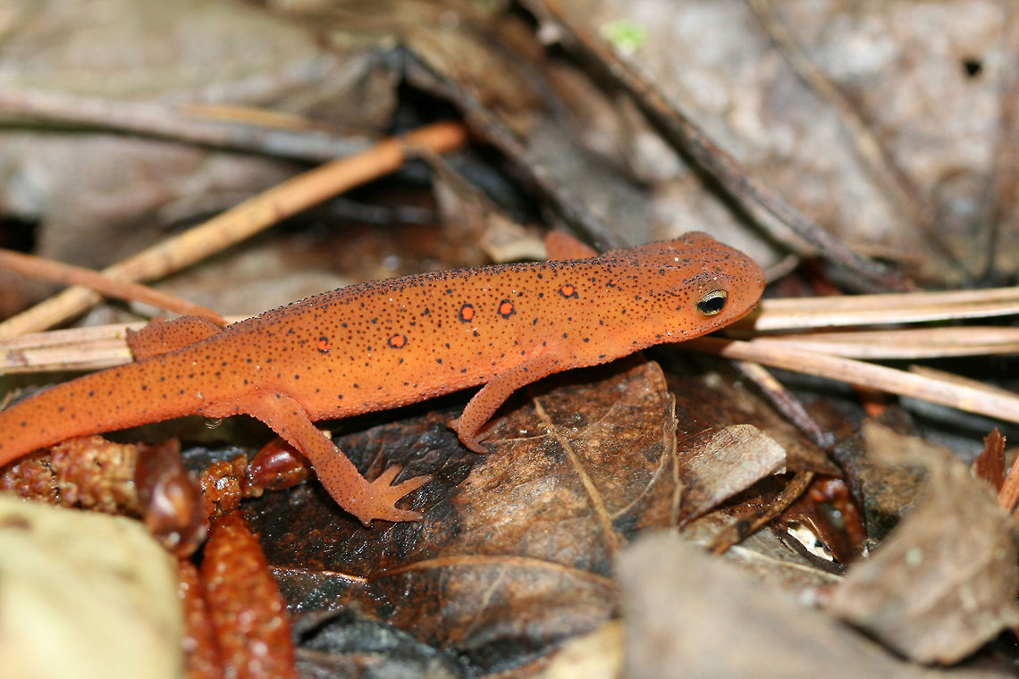 Red Eft (Notophthalmus viridescens) A red eft. Coloration brown to red/orange with aposematic red spots across back. This is the juvenile stage of the Eastern newt's life cycle, the eft. It is a terrestrial stage--while its larval and adult stages are aquatic. Eastern newt,Geotagged,Notophthalmus viridescens,Spring,United States