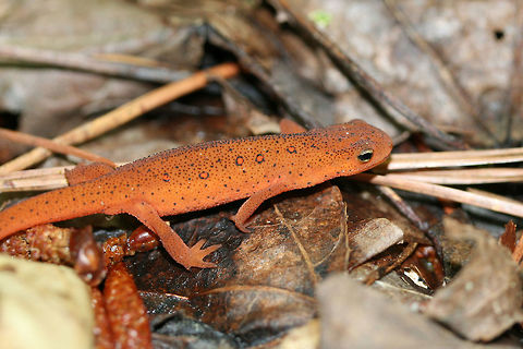 Red Eft (Notophthalmus viridescens) A red eft. Coloration brown to red/orange with aposematic red spots across back. This is the juvenile stage of the Eastern newt's life cycle, the eft. It is a terrestrial stage--while its larval and adult stages are aquatic. Eastern newt,Geotagged,Notophthalmus viridescens,Spring,United States