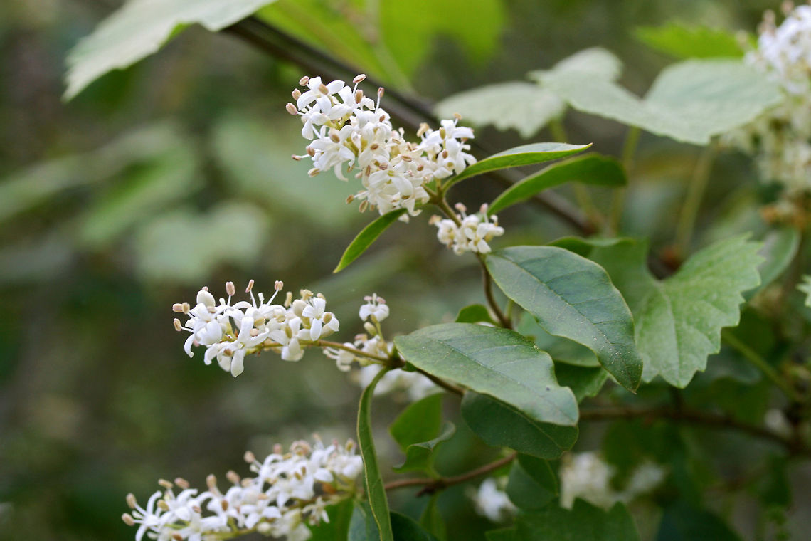 Chinese privet (Ligustrum sinense) NONNATIVE/INVASIVE. Growing in a backyard habitat in NW Georgia.<br />
<br />
Ligustrum sinense is a deciduous shrub native to Asia. It has been cultivated in North America as an ornamental. It can be found in many locations as it a highly invasive plant. It poses major ecological threats to native understory species, aggressively invading forests, fields, roadsides, and many other habitats.<br />
<figure class="photo"><a href="https://www.jungledragon.com/image/60460/chinese_privet_ligustrum_sinense.html" title="Chinese privet (Ligustrum sinense)"><img src="https://s3.amazonaws.com/media.jungledragon.com/images/3231/60460_thumb.JPG?AWSAccessKeyId=05GMT0V3GWVNE7GGM1R2&Expires=1759968010&Signature=Y9ttfF6tr6HhbXBrNTSWcMMmoFE%3D" width="200" height="134" alt="Chinese privet (Ligustrum sinense) NONNATIVE/INVASIVE. Growing in a backyard habitat in NW Georgia.<br />
<br />
Ligustrum sinense is a deciduous shrub native to Asia. It has been cultivated in North America as an ornamental. It can be found in many locations as it a highly invasive plant. It poses major ecological threats to native understory species, aggressively invading forests, fields, roadsides, and many other habitats.<br />
https://www.jungledragon.com/image/60459/chinese_privet_ligustrum_sinense.html Chinese privet,Geotagged,Ligustrum sinense,Spring,United States,invasive,invasive plants,invasive species,privet" /></a></figure> Chinese privet,Geotagged,Ligustrum sinense,Spring,United States,invasive,invasive plants,invasive species,privet