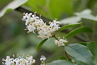 Chinese privet (Ligustrum sinense) NONNATIVE/INVASIVE. Growing in a backyard habitat in NW Georgia.<br />
<br />
Ligustrum sinense is a deciduous shrub native to Asia. It has been cultivated in North America as an ornamental. It can be found in many locations as it a highly invasive plant. It poses major ecological threats to native understory species, aggressively invading forests, fields, roadsides, and many other habitats.<br />
https://www.jungledragon.com/image/60459/chinese_privet_ligustrum_sinense.html Chinese privet,Geotagged,Ligustrum sinense,Spring,United States,invasive,invasive plants,invasive species,privet