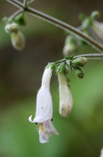 Pale Beardtongue (Penstemon pallidus) NATIVE, CRITICALLY IMPERILED (S1)-Growing in patches on a hillside (at the base of high ridges) by a dirt road clearing in a dense mixed hardwood/coniferous forest in NW Georgia (Gordon County), US. May 2018.

Stems, leaves (both sides), and flowers are ALL pubescent. Leaves appear glabrous at a distance, but a simple rub (or closeup view) proves otherwise! Very fuzzy! Some plants seem to exhibit more anther exertion than others. I had to scope/get a closer look at the hairs/pubescence (which were glandular for the most part with some occasional short eglandular ones). 

The flowers of Penstemon pallidus are cross-pollinated by long-tongued bees, carpenter bees, and mason bees. Its foliage is also choice food for moths with in the following genera: Elaphria, Sympistis, and Caloptilia.
https://www.jungledragon.com/image/60463/pale_beardtongue_penstemon_pallidus.html
https://www.jungledragon.com/image/60464/pale_beardtongue_penstemon_pallidus.html Geotagged,Penstemon pallidus,Spring,United States,beardtongue,flower,pale beardtongue,penstemon,wildflower,wildflowers