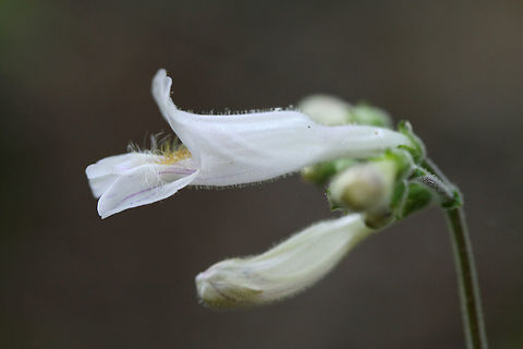 Pale Beardtongue (Penstemon pallidus) NATIVE, CRITICALLY IMPERILED (S1)-Growing in patches on a hillside (at the base of high ridges) by a dirt road clearing in a dense mixed hardwood/coniferous forest in NW Georgia (Gordon County), US. May 2018.

Stems, leaves (both sides), and flowers are ALL pubescent. Leaves appear glabrous at a distance, but a simple rub (or closeup view) proves otherwise! Very fuzzy! Some plants seem to exhibit more anther exertion than others. I had to scope/get a closer look at the hairs/pubescence (which were glandular for the most part with some occasional short eglandular ones). 

The flowers of Penstemon pallidus are cross-pollinated by long-tongued bees, carpenter bees, and mason bees. Its foliage is also choice food for moths with in the following genera: Elaphria, Sympistis, and Caloptilia.
https://www.jungledragon.com/image/60461/pale_beardtongue_penstemon_pallidus.html
https://www.jungledragon.com/image/60464/pale_beardtongue_penstemon_pallidus.html Geotagged,Penstemon pallidus,Spring,United States