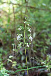 Pale Beardtongue (Penstemon pallidus) NATIVE, CRITICALLY IMPERILED (S1)-Growing in patches on a hillside (at the base of high ridges) by a dirt road clearing in a dense mixed hardwood/coniferous forest in NW Georgia (Gordon County), US. May 2018.<br />
<br />
Stems, leaves (both sides), and flowers are ALL pubescent. Leaves appear glabrous at a distance, but a simple rub (or closeup view) proves otherwise! Very fuzzy! Some plants seem to exhibit more anther exertion than others. I had to scope/get a closer look at the hairs/pubescence (which were glandular for the most part with some occasional short eglandular ones). <br />
<br />
The flowers of Penstemon pallidus are cross-pollinated by long-tongued bees, carpenter bees, and mason bees. Its foliage is also choice food for moths with in the following genera: Elaphria, Sympistis, and Caloptilia.<br />
https://www.jungledragon.com/image/60461/pale_beardtongue_penstemon_pallidus.html<br />
https://www.jungledragon.com/image/60463/pale_beardtongue_penstemon_pallidus.html Geotagged,Penstemon pallidus,Spring,beardtongue,flower,pale beardtongue,penstemon,wildflower,wildflowers
