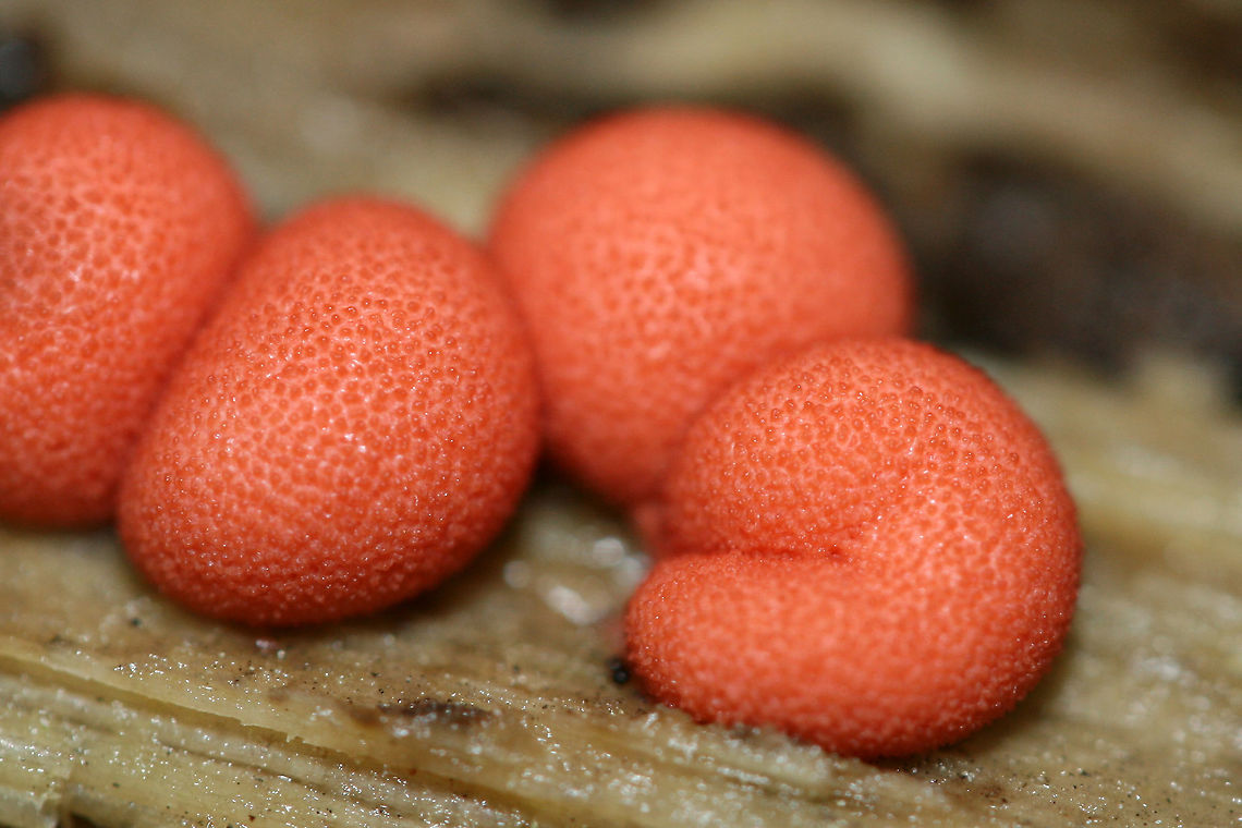 Wolf's Milk (Lycogala epidendrum) Slime mold aethalia (fruiting bodies) growing highly rotted wood in a dense mixed hardwood/coniferous forest in NW Georgia (Gordon County), US.<br />
<br />
This is the fruiting form of Lycogala epidendrum. The aethalia are spore-containing masses. However, L. epidendrum is also able to move around as a plasmodium, phagocytosing bacteria, fungal spores, protozoa, and inorganic matter. Geotagged,Lycogala epidendrum,Spring,United States,Wolf's milk,aethalia,lycoglala,slime mold