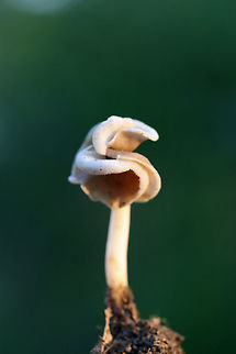 Elfin Saddle (Helvella latispora group) Habitat: Growing gregariously in leaf litter under hardwoods at the top of a ridge in a dense mixed hardwood/coniferous forest in NW Georgia (Gordon County), US. April 27, 2018.

Pileus: Gray to brown, smooth. Saddle to irregularly shaped. Some two-lobed and flattened against stipe. Underside white to cream and pubescent.

Stipe: Smooth to slightly pubescent (near apex), cream to white, very tough/firm.

Odor: Sweet and pleasant.
https://www.jungledragon.com/image/60469/elfin_saddle_helvella_latispora_group.html
https://www.jungledragon.com/image/60470/elfin_saddle_helvella_latispora_group.html Geotagged,Helvella latispora,Spring,United States,elfin saddle,helvella,pezizales