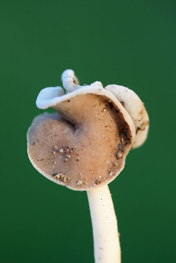 Elfin Saddle (Helvella latispora group) Habitat: Growing gregariously in leaf litter under hardwoods at the top of a ridge in a dense mixed hardwood/coniferous forest in NW Georgia (Gordon County), US. April 27, 2018.<br />
<br />
Pileus: Gray to brown, smooth. Saddle to irregularly shaped. Some two-lobed and flattened against stipe. Underside white to cream and pubescent.<br />
<br />
Stipe: Smooth to slightly pubescent (near apex), cream to white, very tough/firm.<br />
<br />
Odor: Sweet and pleasant.<br />
<figure class="photo"><a href="https://www.jungledragon.com/image/60468/elfin_saddle_helvella_latispora_group.html" title="Elfin Saddle (Helvella latispora group)"><img src="https://s3.amazonaws.com/media.jungledragon.com/images/3231/60468_thumb.JPG?AWSAccessKeyId=05GMT0V3GWVNE7GGM1R2&Expires=1759968010&Signature=MH0LLimJ2Xhx1QzoYmanKJsre4A%3D" width="102" height="152" alt="Elfin Saddle (Helvella latispora group) Habitat: Growing gregariously in leaf litter under hardwoods at the top of a ridge in a dense mixed hardwood/coniferous forest in NW Georgia (Gordon County), US. April 27, 2018.<br />
<br />
Pileus: Gray to brown, smooth. Saddle to irregularly shaped. Some two-lobed and flattened against stipe. Underside white to cream and pubescent.<br />
<br />
Stipe: Smooth to slightly pubescent (near apex), cream to white, very tough/firm.<br />
<br />
Odor: Sweet and pleasant.<br />
https://www.jungledragon.com/image/60469/elfin_saddle_helvella_latispora_group.html<br />
https://www.jungledragon.com/image/60470/elfin_saddle_helvella_latispora_group.html Geotagged,Helvella latispora,Spring,United States,elfin saddle,helvella,pezizales" /></a></figure><br />
<figure class="photo"><a href="https://www.jungledragon.com/image/60470/elfin_saddle_helvella_latispora_group.html" title="Elfin Saddle (Helvella latispora group)"><img src="https://s3.amazonaws.com/media.jungledragon.com/images/3231/60470_thumb.JPG?AWSAccessKeyId=05GMT0V3GWVNE7GGM1R2&Expires=1759968010&Signature=hD848iKH9rYoxab0xGB5z6WeZUw%3D" width="200" height="134" alt="Elfin Saddle (Helvella latispora group) Habitat: Growing gregariously in leaf litter under hardwoods at the top of a ridge in a dense mixed hardwood/coniferous forest in NW Georgia (Gordon County), US. April 27, 2018.<br />
<br />
Pileus: Gray to brown, smooth. Saddle to irregularly shaped. Some two-lobed and flattened against stipe. Underside white to cream and pubescent.<br />
<br />
Stipe: Smooth to slightly pubescent (near apex), cream to white, very tough/firm.<br />
<br />
Odor: Sweet and pleasant.<br />
https://www.jungledragon.com/image/60468/elfin_saddle_helvella_latispora_group.html<br />
https://www.jungledragon.com/image/60469/elfin_saddle_helvella_latispora_group.html Geotagged,Helvella latispora,Spring,United States" /></a></figure> Geotagged,Helvella latispora,Spring,United States