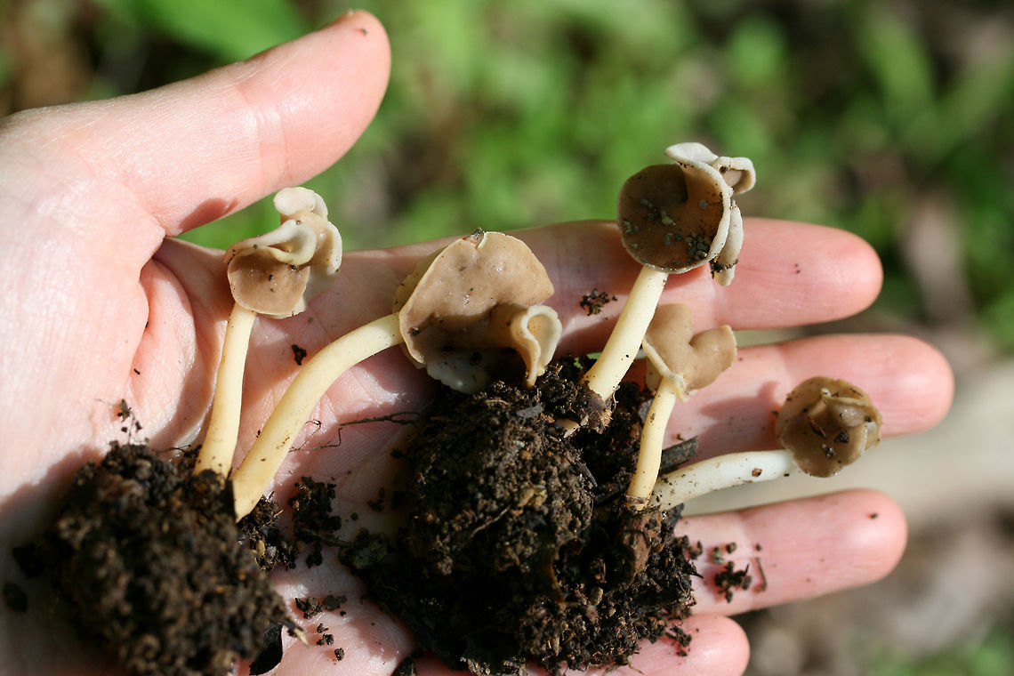 Elfin Saddle (Helvella latispora group) Habitat: Growing gregariously in leaf litter under hardwoods at the top of a ridge in a dense mixed hardwood/coniferous forest in NW Georgia (Gordon County), US. April 27, 2018.<br />
<br />
Pileus: Gray to brown, smooth. Saddle to irregularly shaped. Some two-lobed and flattened against stipe. Underside white to cream and pubescent.<br />
<br />
Stipe: Smooth to slightly pubescent (near apex), cream to white, very tough/firm.<br />
<br />
Odor: Sweet and pleasant.<br />
<figure class="photo"><a href="https://www.jungledragon.com/image/60468/elfin_saddle_helvella_latispora_group.html" title="Elfin Saddle (Helvella latispora group)"><img src="https://s3.amazonaws.com/media.jungledragon.com/images/3231/60468_thumb.JPG?AWSAccessKeyId=05GMT0V3GWVNE7GGM1R2&Expires=1763596810&Signature=XGLaI75jTZMx9nmQQl3gsZKI2Kw%3D" width="102" height="152" alt="Elfin Saddle (Helvella latispora group) Habitat: Growing gregariously in leaf litter under hardwoods at the top of a ridge in a dense mixed hardwood/coniferous forest in NW Georgia (Gordon County), US. April 27, 2018.<br />
<br />
Pileus: Gray to brown, smooth. Saddle to irregularly shaped. Some two-lobed and flattened against stipe. Underside white to cream and pubescent.<br />
<br />
Stipe: Smooth to slightly pubescent (near apex), cream to white, very tough/firm.<br />
<br />
Odor: Sweet and pleasant.<br />
https://www.jungledragon.com/image/60469/elfin_saddle_helvella_latispora_group.html<br />
https://www.jungledragon.com/image/60470/elfin_saddle_helvella_latispora_group.html Geotagged,Helvella latispora,Spring,United States,elfin saddle,helvella,pezizales" /></a></figure><br />
<figure class="photo"><a href="https://www.jungledragon.com/image/60469/elfin_saddle_helvella_latispora_group.html" title="Elfin Saddle (Helvella latispora group)"><img src="https://s3.amazonaws.com/media.jungledragon.com/images/3231/60469_thumb.JPG?AWSAccessKeyId=05GMT0V3GWVNE7GGM1R2&Expires=1763596810&Signature=OcyKnSkecF2%2F7NVsYFauZyaDOps%3D" width="102" height="152" alt="Elfin Saddle (Helvella latispora group) Habitat: Growing gregariously in leaf litter under hardwoods at the top of a ridge in a dense mixed hardwood/coniferous forest in NW Georgia (Gordon County), US. April 27, 2018.<br />
<br />
Pileus: Gray to brown, smooth. Saddle to irregularly shaped. Some two-lobed and flattened against stipe. Underside white to cream and pubescent.<br />
<br />
Stipe: Smooth to slightly pubescent (near apex), cream to white, very tough/firm.<br />
<br />
Odor: Sweet and pleasant.<br />
https://www.jungledragon.com/image/60468/elfin_saddle_helvella_latispora_group.html<br />
https://www.jungledragon.com/image/60470/elfin_saddle_helvella_latispora_group.html Geotagged,Helvella latispora,Spring,United States" /></a></figure> Geotagged,Helvella latispora,Spring,United States