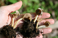 Elfin Saddle (Helvella latispora group) Habitat: Growing gregariously in leaf litter under hardwoods at the top of a ridge in a dense mixed hardwood/coniferous forest in NW Georgia (Gordon County), US. April 27, 2018.<br />
<br />
Pileus: Gray to brown, smooth. Saddle to irregularly shaped. Some two-lobed and flattened against stipe. Underside white to cream and pubescent.<br />
<br />
Stipe: Smooth to slightly pubescent (near apex), cream to white, very tough/firm.<br />
<br />
Odor: Sweet and pleasant.<br />
https://www.jungledragon.com/image/60468/elfin_saddle_helvella_latispora_group.html<br />
https://www.jungledragon.com/image/60469/elfin_saddle_helvella_latispora_group.html Geotagged,Helvella latispora,Spring,United States
