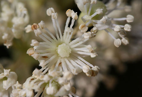 Climbing Hydrangea (Hydrangea barbara) NATIVE. Climbing vine with clusters of fragrant white flowers growing at the edge of a dense mixed hardwood/coniferous forest in NW Georgia (Gordon County), US. May 23, 2018. 
https://www.jungledragon.com/image/60500/climbing_hydrangea_decumaria_barbara.html Decumaria barbara,Geotagged,Spring,United States