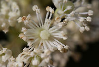 Climbing Hydrangea (Hydrangea barbara) NATIVE. Climbing vine with clusters of fragrant white flowers growing at the edge of a dense mixed hardwood/coniferous forest in NW Georgia (Gordon County), US. May 23, 2018. <br />
https://www.jungledragon.com/image/60500/climbing_hydrangea_decumaria_barbara.html Decumaria barbara,Geotagged,Spring,United States