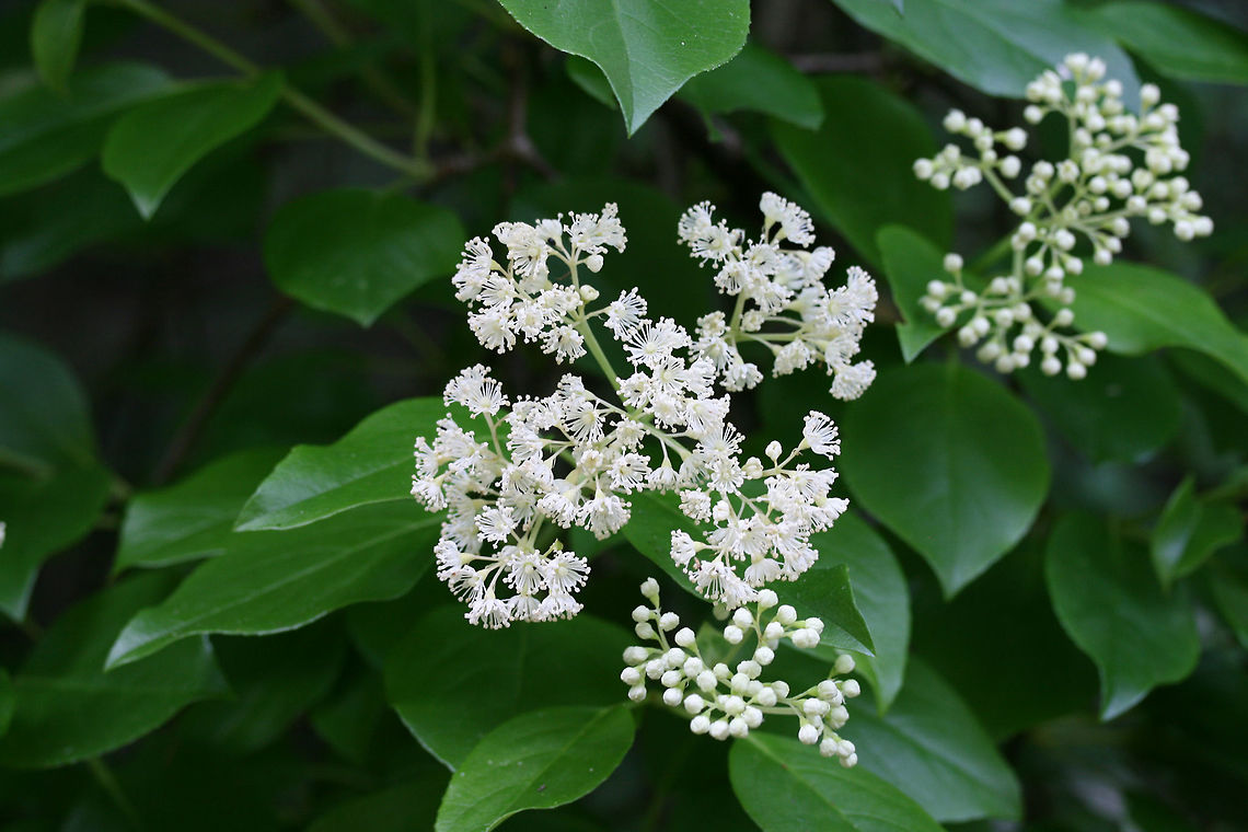 Climbing Hydrangea (Hydrangea barbara) NATIVE. Climbing vine with clusters of fragrant white flowers growing at the edge of a dense mixed hardwood/coniferous forest in NW Georgia (Gordon County), US. May 23, 2018.<br />
<figure class="photo"><a href="https://www.jungledragon.com/image/60499/climbing_hydrangea_hydrangea_barbara.html" title="Climbing Hydrangea (Hydrangea barbara)"><img src="https://s3.amazonaws.com/media.jungledragon.com/images/3231/60499_thumb.jpg?AWSAccessKeyId=05GMT0V3GWVNE7GGM1R2&Expires=1763596810&Signature=75TZHNffdiaf4vGIhNMGhVHHaYI%3D" width="200" height="138" alt="Climbing Hydrangea (Hydrangea barbara) NATIVE. Climbing vine with clusters of fragrant white flowers growing at the edge of a dense mixed hardwood/coniferous forest in NW Georgia (Gordon County), US. May 23, 2018. <br />
https://www.jungledragon.com/image/60500/climbing_hydrangea_decumaria_barbara.html Decumaria barbara,Geotagged,Spring,United States" /></a></figure> Decumaria barbara,Geotagged,Spring,United States