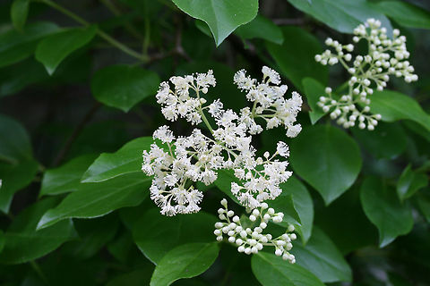 Climbing Hydrangea (Hydrangea barbara) NATIVE. Climbing vine with clusters of fragrant white flowers growing at the edge of a dense mixed hardwood/coniferous forest in NW Georgia (Gordon County), US. May 23, 2018.
https://www.jungledragon.com/image/60499/climbing_hydrangea_decumaria_barbara.html Decumaria barbara,Geotagged,Spring,United States