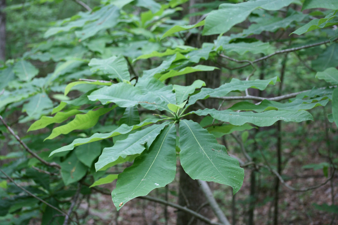 Umbrella Magnolia (Magnolia tripetala) NATIVE. Growing in a forested area near a lake in Cobb County, Georgia, US. <br />
<br />
Leaf bases are not auriculate, differentiating this species from M. macrophylla. Geotagged,Magnolia tripetala,Spring,Umbrella magnolia,United States,magnolia