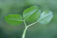 White Clover Mutant - Double Two-Leaf - (Trifolium repens) NONNATIVE. A double two-leaf (fused) clover growing in a patch (known to produce many four-leaf clovers) in my backyard in NW Georgia (Gordon County), US.<br />
https://www.jungledragon.com/image/60513/white_clover_mutant_-_double_two-leaf_-_trifolium_repens.html Geotagged,Spring,Trifolium repens,United States,White clover