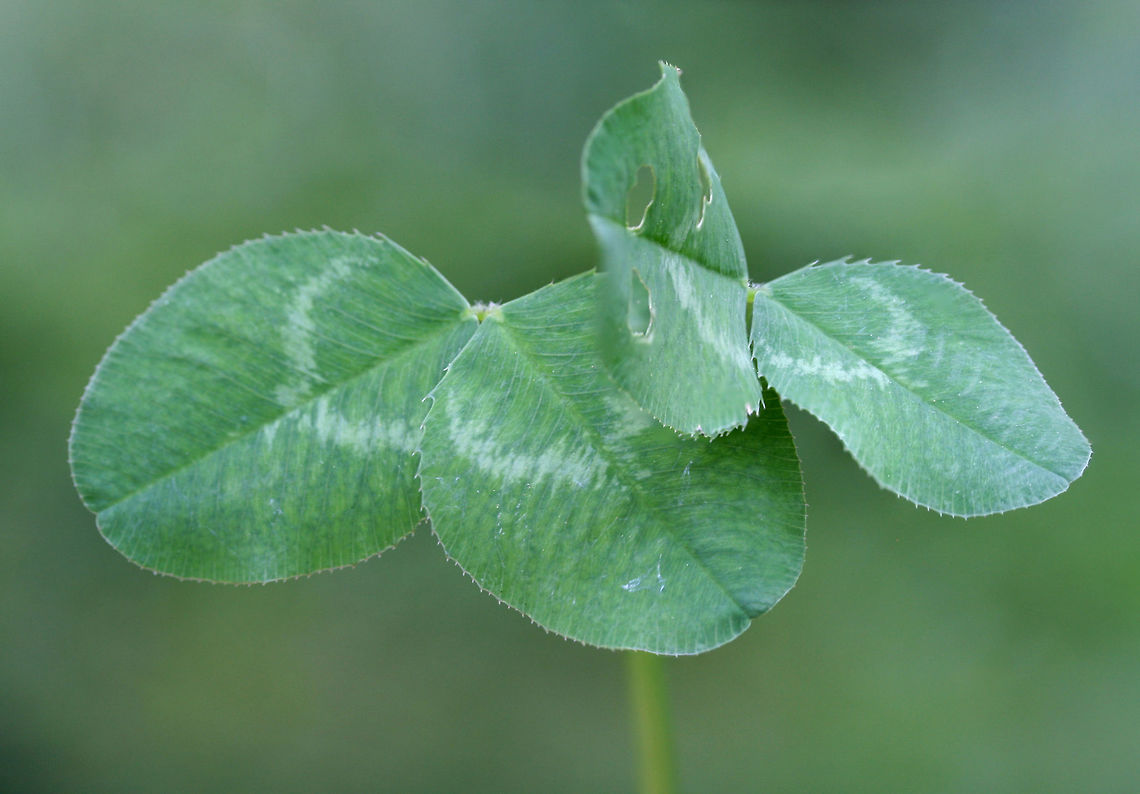 White Clover Mutant - Double Two-Leaf - (Trifolium repens) NONNATIVE. A double two-leaf (fused) clover growing in a patch (known to produce many four-leaf clovers) in my backyard in northwest Georgia (Gordon County), US. <br />
<br />
<figure class="photo"><a href="https://www.jungledragon.com/image/60512/white_clover_mutant_-_double_two-leaf_-_trifolium_repens.html" title="White Clover Mutant - Double Two-Leaf - (Trifolium repens)"><img src="https://s3.amazonaws.com/media.jungledragon.com/images/3231/60512_thumb.JPG?AWSAccessKeyId=05GMT0V3GWVNE7GGM1R2&Expires=1759968010&Signature=B2yHQ8ywtYK1xn87RBwBFjCoSUM%3D" width="200" height="134" alt="White Clover Mutant - Double Two-Leaf - (Trifolium repens) NONNATIVE. A double two-leaf (fused) clover growing in a patch (known to produce many four-leaf clovers) in my backyard in NW Georgia (Gordon County), US.<br />
https://www.jungledragon.com/image/60513/white_clover_mutant_-_double_two-leaf_-_trifolium_repens.html Geotagged,Spring,Trifolium repens,United States,White clover" /></a></figure> Geotagged,Spring,Trifolium repens,United States,White clover
