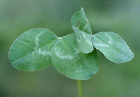 White Clover Mutant - Double Two-Leaf - (Trifolium repens) NONNATIVE. A double two-leaf (fused) clover growing in a patch (known to produce many four-leaf clovers) in my backyard in northwest Georgia (Gordon County), US. <br />
<br />
https://www.jungledragon.com/image/60512/white_clover_mutant_-_double_two-leaf_-_trifolium_repens.html Geotagged,Spring,Trifolium repens,United States,White clover