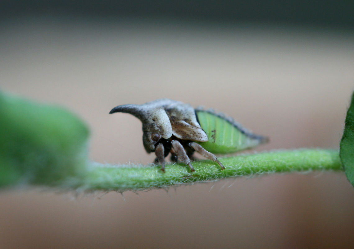 Widefooted Treehopper nymph (Campylenchia latipes) - Recently molted treehopper on Trifolium sp. at the edge of a dense mixed hardwood/coniferous forest in NW Georgia (Gordon County), US. May 25, 2018.<br />
<br />
Campylenchia latipes is the only treehopper species in the east with a forward-facing horn/pronotum. This &quot;horn&quot; mimics the structure of thorns, providing some camouflage and defensive benefit to the treehopper. Additionally, there is some evidence that treehopper pronota serve as sensory and pheromone dispersal structures!<br />
<br />
How friggin&#039; cute is this!? Campylenchia latipes,Geotagged,Spring,United States,Wide-footed Treehopper