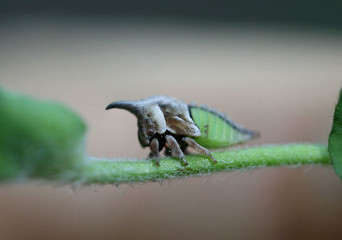 Widefooted Treehopper nymph (Campylenchia latipes) - Recently molted treehopper on Trifolium sp. at the edge of a dense mixed hardwood/coniferous forest in NW Georgia (Gordon County), US. May 25, 2018.

Campylenchia latipes is the only treehopper species in the east with a forward-facing horn/pronotum. This "horn" mimics the structure of thorns, providing some camouflage and defensive benefit to the treehopper. Additionally, there is some evidence that treehopper pronota serve as sensory and pheromone dispersal structures!

How friggin' cute is this!? Campylenchia latipes,Geotagged,Spring,United States,Wide-footed Treehopper