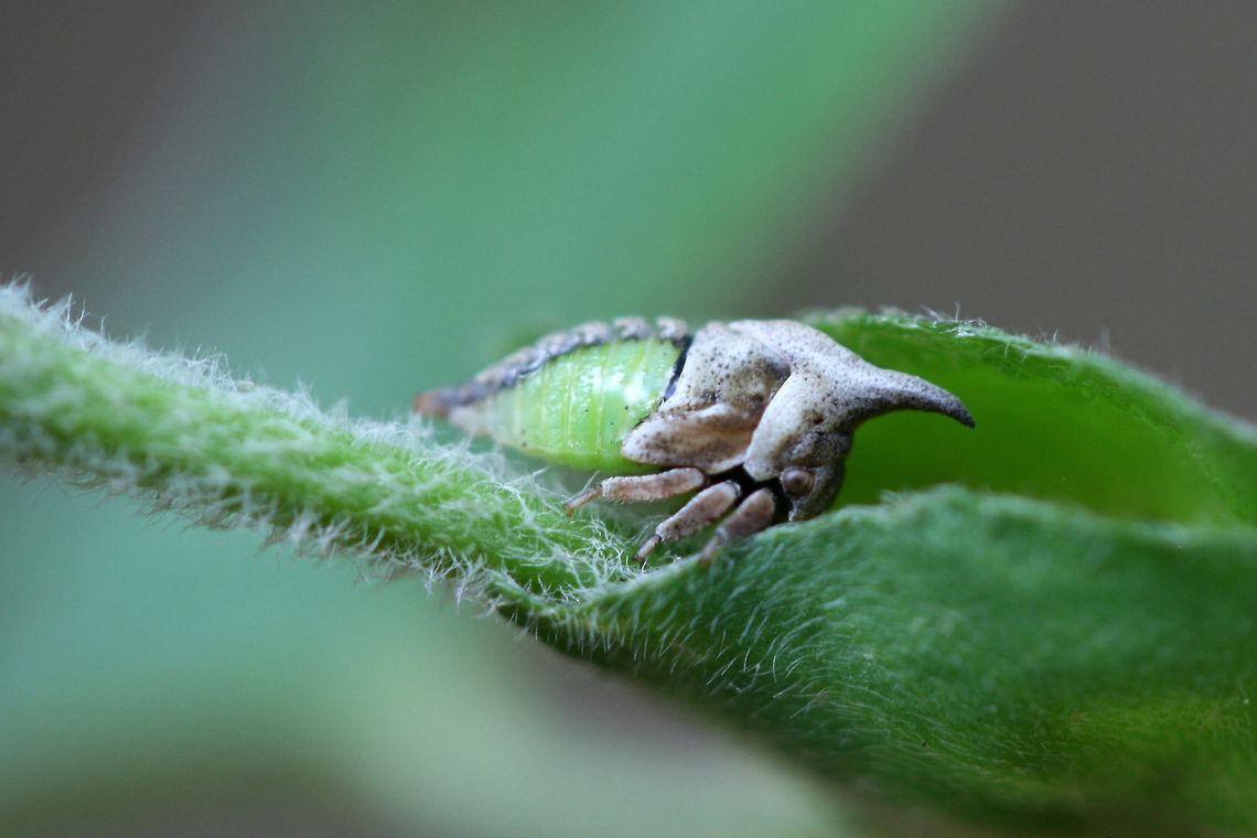 Widefooted Treehopper nymph (Campylenchia latipes) Recently molted. On Trifolium sp. at the edge of a dense mixed hardwood/coniferous forest in NW Georgia (Gordon County), US. May 25, 2018.<br />
<br />
From what I&#039;m reading, Campylenchia latipes is the only treehopper species in the east with a forward-facing horn/pronotum. This &quot;horn&quot; mimics the structure of thorns, providing some camouflage and defensive benefit to the treehopper. Additionally, there is some evidence that treehopper pronota serve as sensory and pheromone dispersal structures! <br />
<br />
How friggin&#039; cute is this!? Campylenchia latipes,Geotagged,Spring,United States,Wide-footed Treehopper
