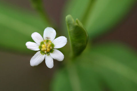 Flowering Spurge (Euphorbia corollata) NATIVE. At the edge of a dense mixed hardwood/coniferous forest in NW Georgia (Gordon County), US Euphorbia corollata,Flowering spurge,Geotagged,Spring,United States