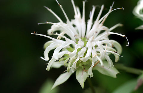 Southern Appalachian Beebalm (Monarda austroappalachiana) Growing on a (mostly) shaded hillside at the edge of a dense mixed hardwood/coniferous forest in NW Georgia (Gordon County), US. Basil beebalm,Geotagged,Monarda austroappalachiana,Monarda clinopodioides,Southern Appalachian Beebalm,Spring,United States