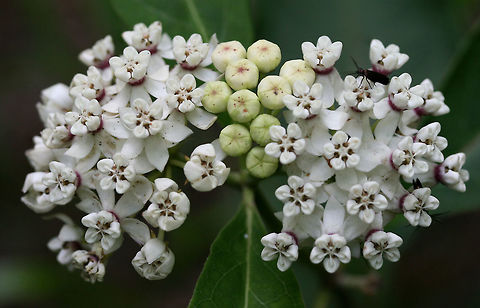 Redring Milkweed (Asclepias variegata) On a partially shaded hillside at the edge of a dense mixed hardwood/coniferous forest in NW Georgia (Gordon County), US. Asclepias variegata,Geotagged,Spring,United States