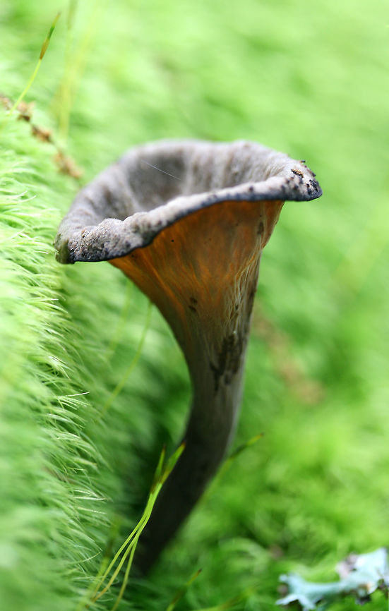 Black Trumpet (Craterellus fallax) Black, funnel-shaped mushrooms with a smooth-veined fertile surface (the outer surface). Spores were white, smooth, and elliptical under a microscope. Growing under old oak trees, pushing through moss, at the top of a ridge in a dense mixed hardwood/coniferous forest in NW Georgia Gordon County, US.<br />
<figure class="photo"><a href="https://www.jungledragon.com/image/60634/black_trumpet_craterellus_fallax.html" title="Black Trumpet (Craterellus fallax)"><img src="https://s3.amazonaws.com/media.jungledragon.com/images/3231/60634_thumb.jpg?AWSAccessKeyId=05GMT0V3GWVNE7GGM1R2&Expires=1759968010&Signature=rPcW6o8b8v7oV%2BjukaN8H7qlegk%3D" width="104" height="152" alt="Black Trumpet (Craterellus fallax) Black, funnel-shaped mushrooms with a smooth-veined fertile surface (the outer surface). Spores were white, smooth, and elliptical under a microscope. Growing under old oak trees, pushing through moss, at the top of a ridge in a dense mixed hardwood/coniferous forest in NW Georgia Gordon County, US.<br />
https://www.jungledragon.com/image/60633/black_trumpet_craterellus_fallax.html Craterellus fallax,Geotagged,Spring,United States" /></a></figure> Craterellus fallax,Geotagged,Spring,United States