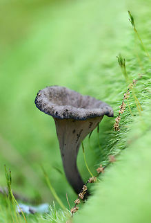 Black Trumpet (Craterellus fallax) Black, funnel-shaped mushrooms with a smooth-veined fertile surface (the outer surface). Spores were white, smooth, and elliptical under a microscope. Growing under old oak trees, pushing through moss, at the top of a ridge in a dense mixed hardwood/coniferous forest in NW Georgia Gordon County, US.
https://www.jungledragon.com/image/60633/black_trumpet_craterellus_fallax.html Craterellus fallax,Geotagged,Spring,United States