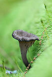 Black Trumpet (Craterellus fallax) Black, funnel-shaped mushrooms with a smooth-veined fertile surface (the outer surface). Spores were white, smooth, and elliptical under a microscope. Growing under old oak trees, pushing through moss, at the top of a ridge in a dense mixed hardwood/coniferous forest in NW Georgia Gordon County, US.<br />
https://www.jungledragon.com/image/60633/black_trumpet_craterellus_fallax.html Craterellus fallax,Geotagged,Spring,United States