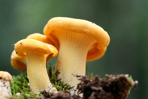 Chanterelles - Cantharellus sp. Growing under old oak trees, pushing through moss at the top of a ridge in a dense mixed hardwood/coniferous forest in NW Georgia (Gordon County), US.

North American species of chanterelles are not well studied or documented, so I will be leaving this at Cantharellus sp. for now.
https://www.jungledragon.com/image/60637/chanterelles_-_cantharellus_sp.html
https://www.jungledragon.com/image/60638/chanterelles_-_cantharellus_sp.html Geotagged,Spring,United States
