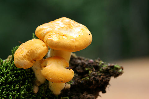 Chanterelles - Cantharellus sp. Growing under old oak trees, pushing through moss at the top of a ridge in a dense mixed hardwood/coniferous forest in NW Georgia (Gordon County), US.

North American species of chanterelles are not well studied or documented, so I will be leaving this at Cantharellus sp. for now.
https://www.jungledragon.com/image/60638/chanterelles_-_cantharellus_sp.html
https://www.jungledragon.com/image/60636/chanterelles_-_cantharellus_sp.html Geotagged,Spring,United States