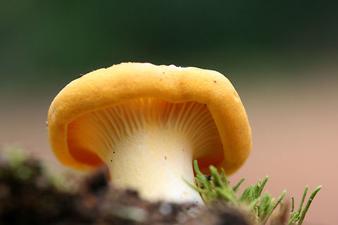 Chanterelles - Cantharellus sp. Growing under old oak trees, pushing through moss at the top of a ridge in a dense mixed hardwood/coniferous forest in NW Georgia (Gordon County), US.

North American species of chanterelles are not well studied or documented, so I will be leaving this at Cantharellus sp. for now.
https://www.jungledragon.com/image/60636/chanterelles_-_cantharellus_sp.html
https://www.jungledragon.com/image/60637/chanterelles_-_cantharellus_sp.html Geotagged,Spring,United States
