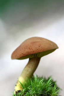 Golden Gilled Bolete - Phylloporus rhodoxanthus Habitat: At the base of a ridge in a dense mixed hardwood/coniferous forest. Growing in leaf litter below oaks and other hardwoods.

Pileus: Dry, chestnut to reddish brown (depending on lighting). Flashes blue/green on ammonia application.

Fertile surface: Bright yellow gills that are slightly decurrent.

Stipe: Bright yellow undertones throughout. Reddish brown coloration towards apex, transitioning to a golden-blush tone towards base. Basal mycelia yellow.

Does not bruise in any location.
https://www.jungledragon.com/image/60682/gilled_bolete_-_phylloporus_rhodoxanthus.html Geotagged,Gilled bolete,Phylloporus rhodoxanthus,Spring,United States