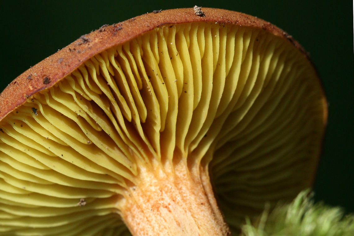 Golden Gilled Bolete - Phylloporus rhodoxanthus Habitat: At the base of a ridge in a dense mixed hardwood/coniferous forest. Growing in leaf litter below oaks and other hardwoods.<br />
<br />
Pileus: Dry, chestnut to reddish brown (depending on lighting). Flashes blue/green on ammonia application.<br />
<br />
Fertile surface: Bright yellow gills that are slightly decurrent.<br />
<br />
Stipe: Bright yellow undertones throughout. Reddish brown coloration towards apex, transitioning to a golden-blush tone towards base. Basal mycelia yellow.<br />
<br />
Does not bruise in any location.<br />
<figure class="photo"><a href="https://www.jungledragon.com/image/60681/golden_gilled_bolete_-_phylloporus_rhodoxanthus.html" title="Golden Gilled Bolete - Phylloporus rhodoxanthus"><img src="https://s3.amazonaws.com/media.jungledragon.com/images/3231/60681_thumb.JPG?AWSAccessKeyId=05GMT0V3GWVNE7GGM1R2&Expires=1769040010&Signature=9g11HxK%2FSpvFcG%2FCsdbRywwzp%2Fs%3D" width="102" height="152" alt="Golden Gilled Bolete - Phylloporus rhodoxanthus Habitat: At the base of a ridge in a dense mixed hardwood/coniferous forest. Growing in leaf litter below oaks and other hardwoods.<br />
<br />
Pileus: Dry, chestnut to reddish brown (depending on lighting). Flashes blue/green on ammonia application.<br />
<br />
Fertile surface: Bright yellow gills that are slightly decurrent.<br />
<br />
Stipe: Bright yellow undertones throughout. Reddish brown coloration towards apex, transitioning to a golden-blush tone towards base. Basal mycelia yellow.<br />
<br />
Does not bruise in any location.<br />
https://www.jungledragon.com/image/60682/gilled_bolete_-_phylloporus_rhodoxanthus.html Geotagged,Gilled bolete,Phylloporus rhodoxanthus,Spring,United States" /></a></figure> Geotagged,Gilled bolete,Phylloporus rhodoxanthus,Spring,United States