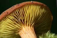 Golden Gilled Bolete - Phylloporus rhodoxanthus Habitat: At the base of a ridge in a dense mixed hardwood/coniferous forest. Growing in leaf litter below oaks and other hardwoods.<br />
<br />
Pileus: Dry, chestnut to reddish brown (depending on lighting). Flashes blue/green on ammonia application.<br />
<br />
Fertile surface: Bright yellow gills that are slightly decurrent.<br />
<br />
Stipe: Bright yellow undertones throughout. Reddish brown coloration towards apex, transitioning to a golden-blush tone towards base. Basal mycelia yellow.<br />
<br />
Does not bruise in any location.<br />
https://www.jungledragon.com/image/60681/gilled_bolete_-_phylloporus_rhodoxanthus.html Geotagged,Gilled bolete,Phylloporus rhodoxanthus,Spring,United States