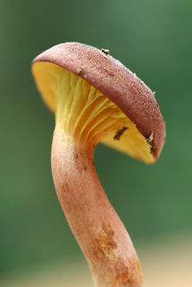 Gilled Bolete - Phylloporus leucomycelinus Habitat: At the base of a ridge in a dense mixed hardwood/coniferous forest. Growing in leaf litter (attached partially to a thin twig).

Pileus: Velvety, dry, reddish brown

Fertile surface: Wavy, bright yellow gills. Decurrent

Stipe: Yellow towards apex, transitioning to a rose color, then to blush. Basal mycelia white.

Does not bruise in any location.
https://www.jungledragon.com/image/60684/phylloporus_leucomycelinus.html
https://www.jungledragon.com/image/60685/img_1431.html Geotagged,Phylloporus leucomycelinus,Spring,United States