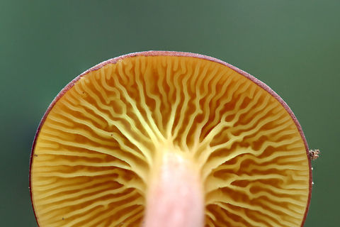 Gilled Bolete - Phylloporus leucomycelinus Habitat: At the base of a ridge in a dense mixed hardwood/coniferous forest. Growing in leaf litter (attached partially to a thin twig).

Pileus: Velvety, dry, reddish brown

Fertile surface: Wavy, bright yellow gills. Decurrent

Stipe: Yellow towards apex, transitioning to a rose color, then to blush. Basal mycelia white.

Does not bruise in any location.
https://www.jungledragon.com/image/60683/phylloporus_leucomycelinus.html
https://www.jungledragon.com/image/60685/img_1431.html Geotagged,Phylloporus leucomycelinus,Spring,United States